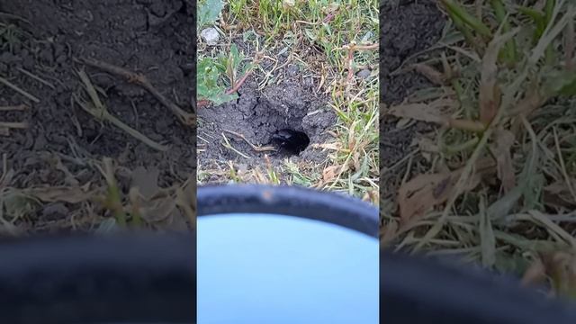 Сверчок/Как выглядит сверчок? смотреть онлайн