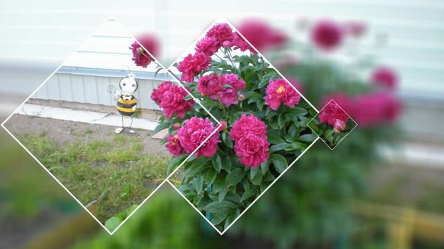 Магия цветов смотреть онлайн