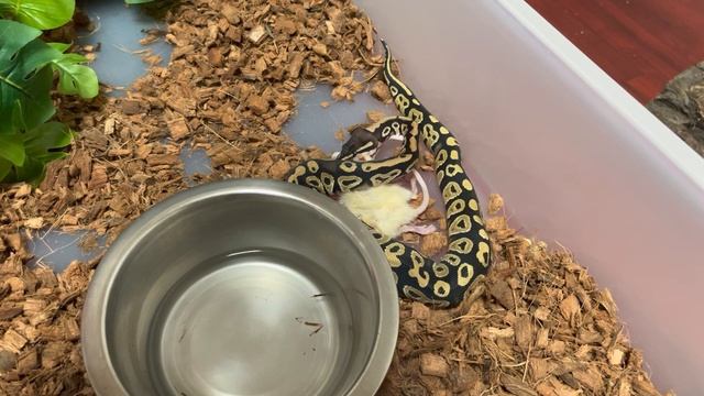 Mystic ball python with his friend the rat warning live feeding!! смотреть онлайн