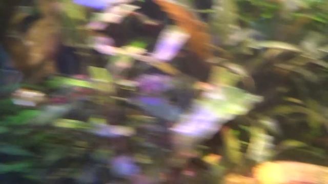 ампулярии цветные