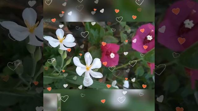 🌹🌹🌷🌷❤️ смотреть онлайн