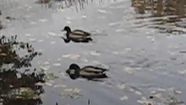 ducks in a Japanese garden смотреть онлайн