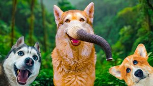 ХАСКИ БУБЛИК КУПИЛ СЛОНА!! Хаски Бандит Говорящая собака