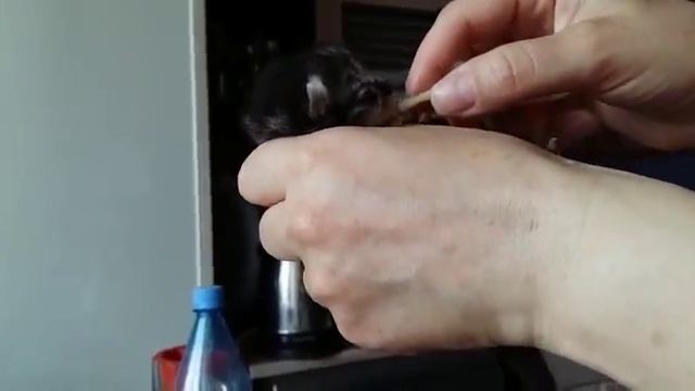 Кормление новорожденного котёнка смотреть онлайн