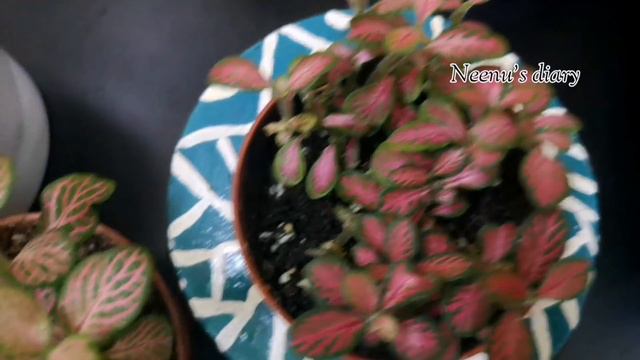 FITTONIA PLANT CARE MALAYALAM |VARIETIES|HANGING PLANTS |NERVE PLANT CARE TIPS|plant care Malayalam смотреть онлайн
