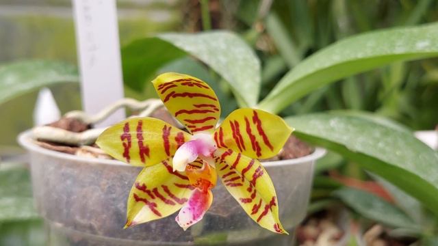 Phalaenopsis Fasciata