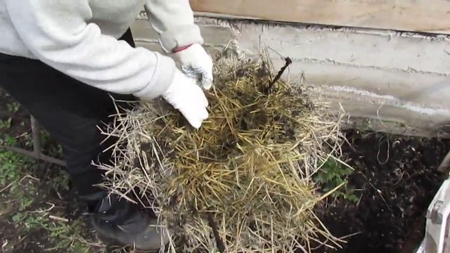 Гортензия после " зимовки " смотреть онлайн