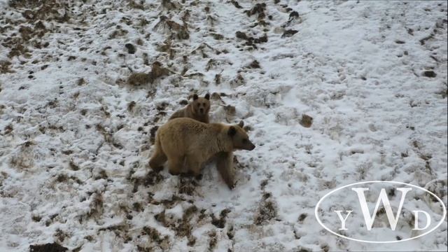 Опасен ли Кавказский Бурый медведь после спячки? смотреть онлайн