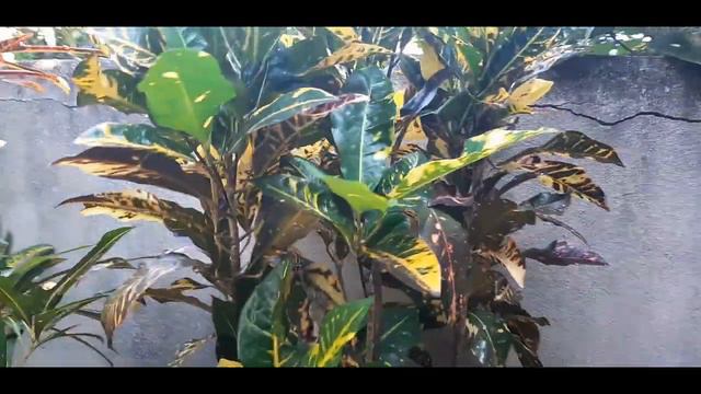 CROTON / muitas variedades dessa planta no quintal смотреть онлайн