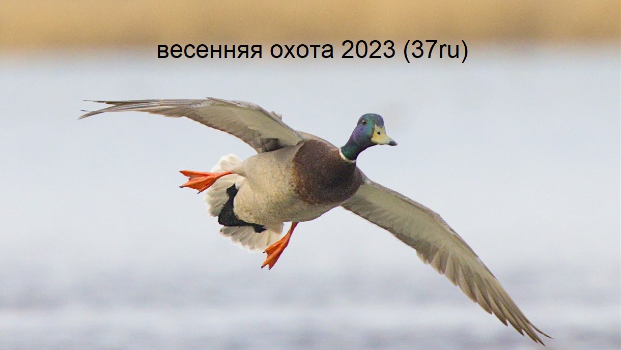 Весенняя охота 2023 смотреть онлайн