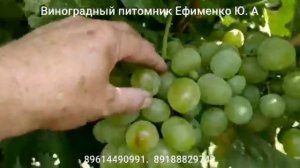 виноград Монарх