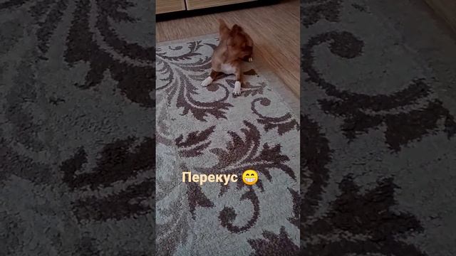 забудьте о проблемах на нашем канале ❤ Будем рады подпискам и лайкам🥰 #chihuahua #puppy смотреть онлайн