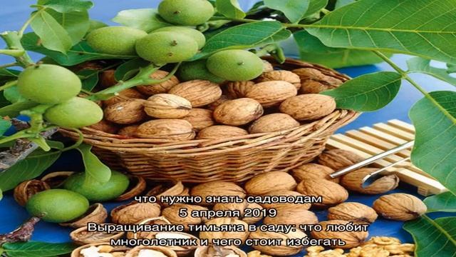 Особенности выращивания грецкого ореха сорта Идеал