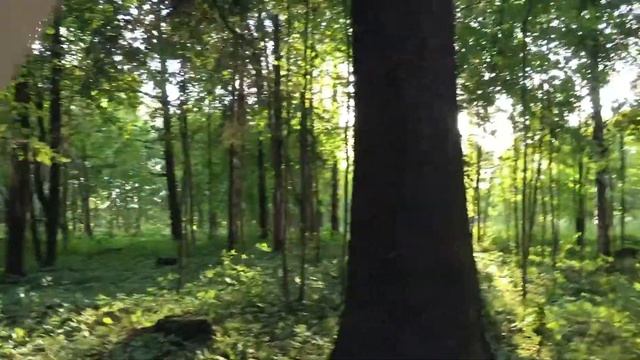 Гатчинский парк. Парк "Сильвия", самая его окраина. Харлампиев Поклонный крест. 09.08.2016, 19:43 смотреть онлайн