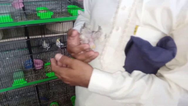 cocktail,love bird, java mutation ke setup pe visit ??#vlog #subscribe #colourfullbirds. смотреть онлайн