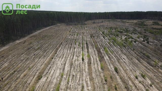 Лесная медитация от проекта "Посади лес" смотреть онлайн