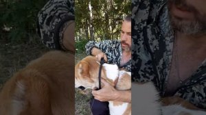 Поводок - контроллер! Для чего нужен и как им пользоваться? (Питомник ЗУР БАШИ❤)