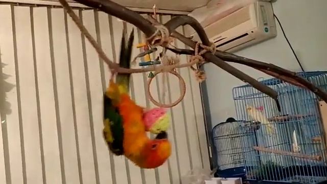 Любимая игрушка солнечного аратинга смотреть онлайн