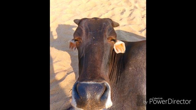 Гоа 2016 Арамболь, мандрэм, ашвем, морджим, вагатор, анжуна, бага, калангут, кандолим. Джус центр смотреть онлайн
