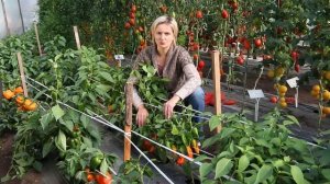 ПЕРЕЦ ЛИСИЧКА F1 идеально для домохозяек