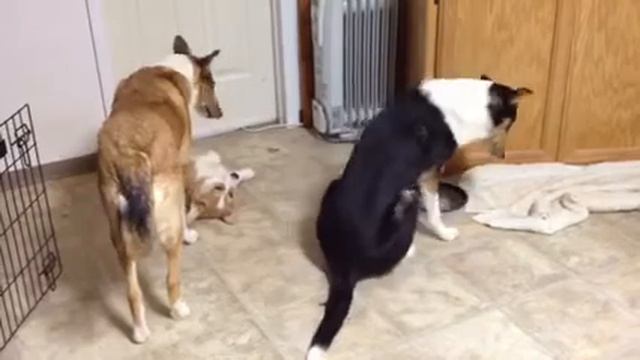 Miss Puppy Manners смотреть онлайн