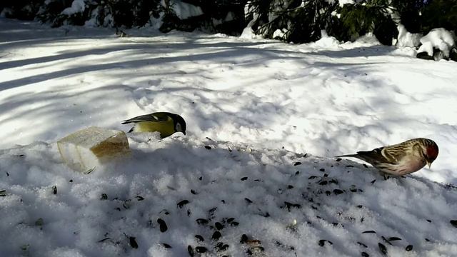 Зимний лес , в гостях у птиц , фотопрогулки смотреть онлайн