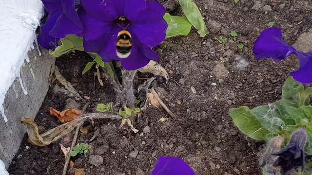 Шмель(2) смотреть онлайн