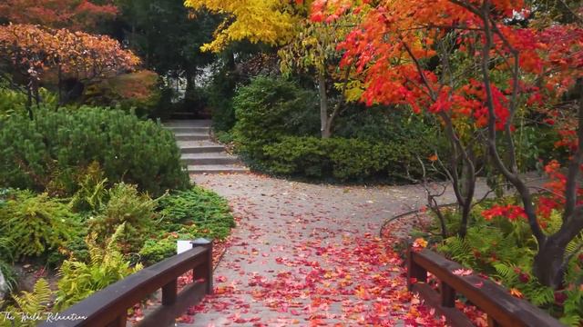 Enchanting Autumn Forests with Beautiful Piano Music🍁4K Autumn Ambience & Fall Foliage смотреть онлайн