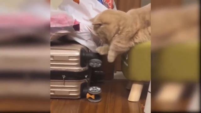 fun cat games. cat's games. the world of cats. cat meets. fun games of cats.. смотреть онлайн