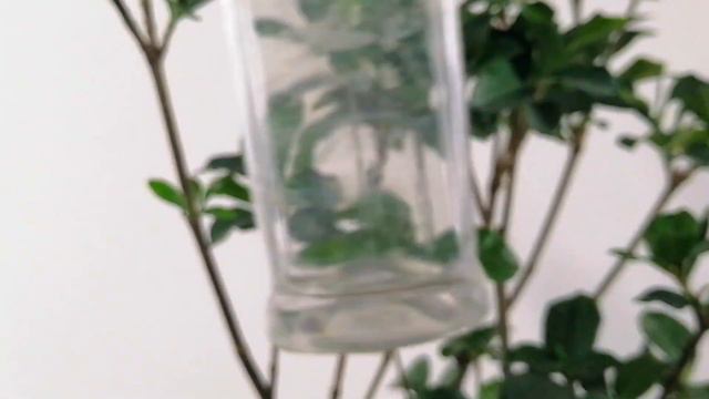 gardenias hojas amarillas CHUYITO JARDINERO смотреть онлайн