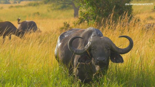 African Wildlife Extravaganza 4K: Explore the Savanna in 4K смотреть онлайн