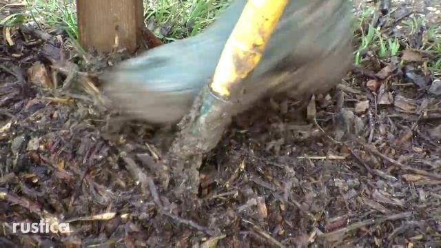 Planter Et Palisser Un Pied De Kiwi De Sibérie