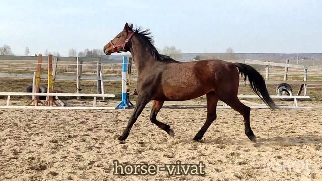 Голден Ханни фон Зевс (Хлопок - Голден Леди), кобыла тракененской породы, 2006 г.р.