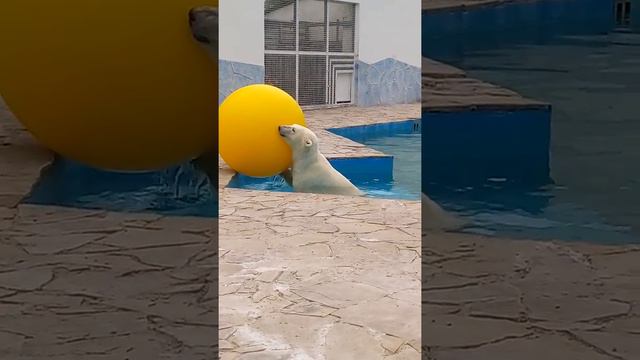 Медведице нравиться новая игрушка.Ростовский зоопарк.Комета смотреть онлайн