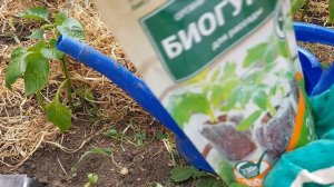 ВСЕ О ПОДКОРМКЕ ПЕРЦА ...САМОЕ ВАЖНОЕ ДЛЯ ОТЛИЧНОГО УРОЖАЯ..