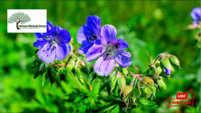 Geranium Plants are Rare and Exotic Perennial Plants смотреть онлайн
