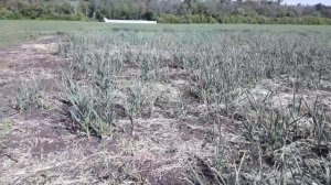 Выращивание чеснока.  Сорт Любаша.