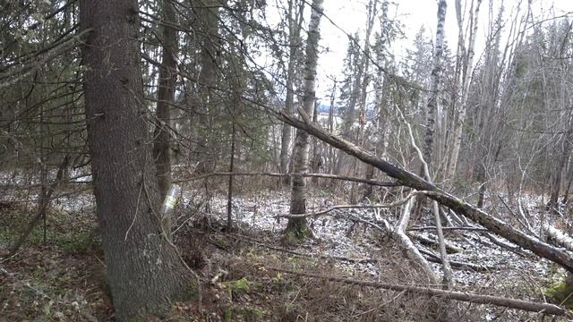 ОХОТА В КОМИ РЕСПУБЛИКЕ / ХИТРЫЕ ПЕРНАТЫЕ МОЛЧА ХОДЯТ. смотреть онлайн