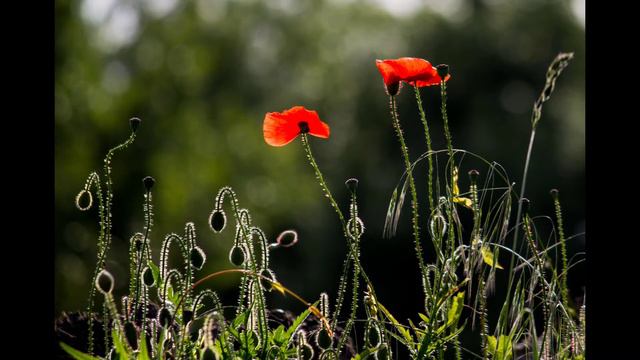 Лен, свойства о которых мало кто знает.1. В моей практике врача смотреть онлайн