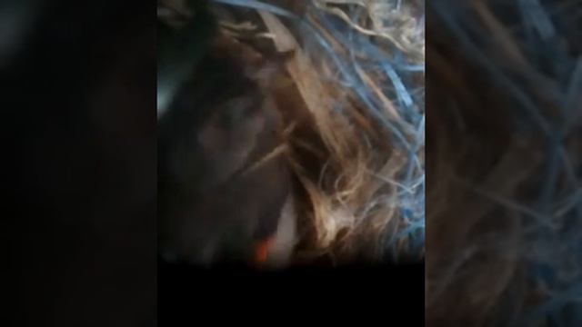 Чиж огненный