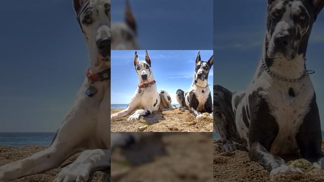 ЗАПРЕЩЕННЫЕ ПОРОДЫ СОБАК! КАНАРСКИЙ ДОГ #shorts