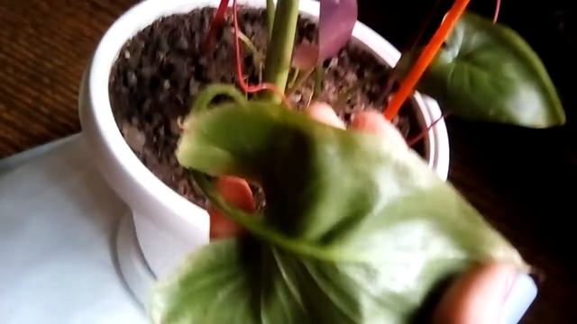 Страдание каллы Эфиопской?,некоторые ошибки уже нашла... смотреть онлайн