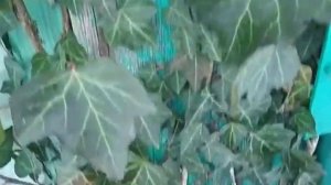 уличный плющ для суровых зим