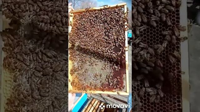 Пробиокс для пчел.