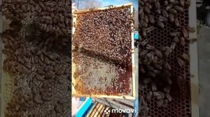 Пробиокс для пчел.