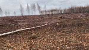 ДТ-75. Натянул гусеницу. Корчую березы.
