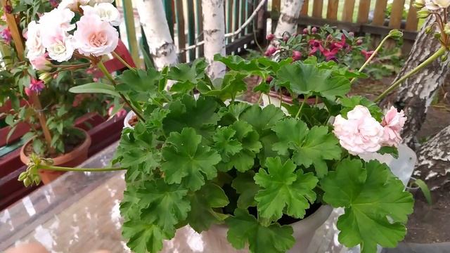 Шикарная Леона Галактика #пеларгония #герань #flowers #pelargonium #цветы #sad #лето смотреть онлайн