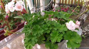 Шикарная Леона Галактика #пеларгония #герань #flowers #pelargonium #цветы #sad #лето