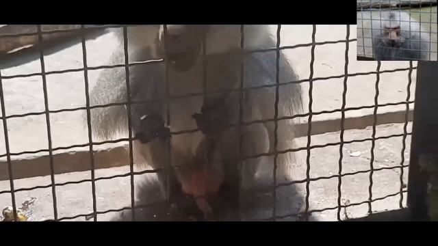 У меня шок! Гамадрил Джоник сошёл с ума! смотреть онлайн