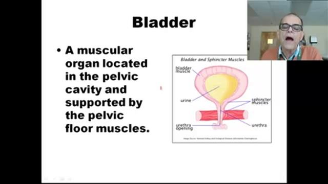 AXIAL ANATOMY 1 CLASS 7 FNU смотреть онлайн